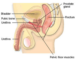 Pubococcygeus pc muscle